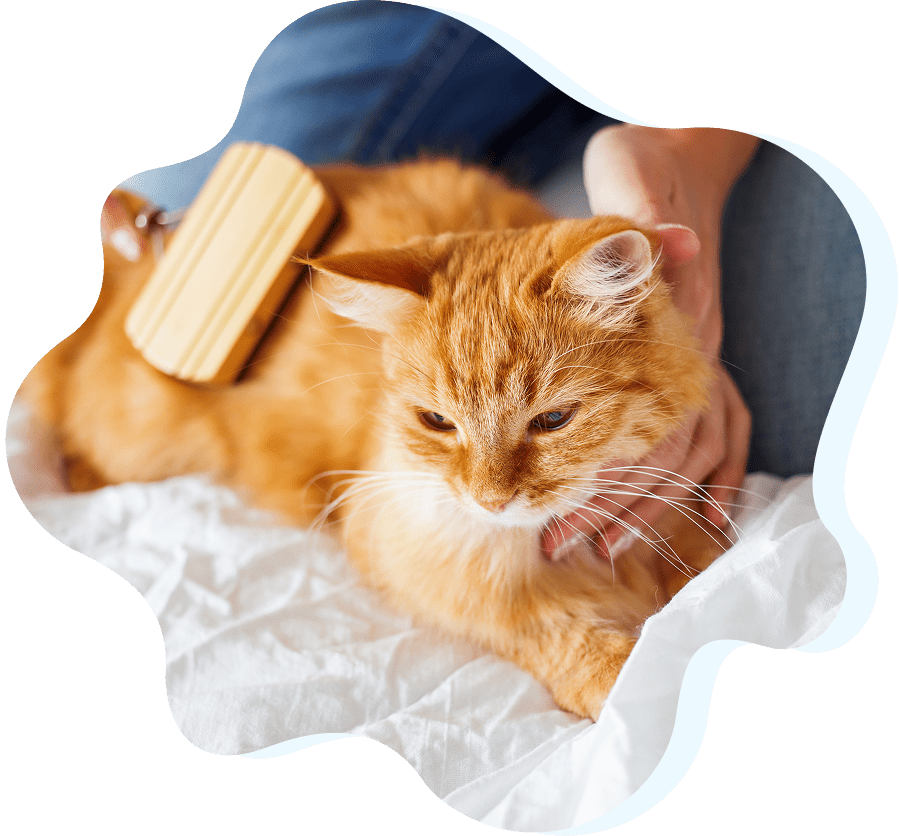 Ginger cat being brushed and petted.