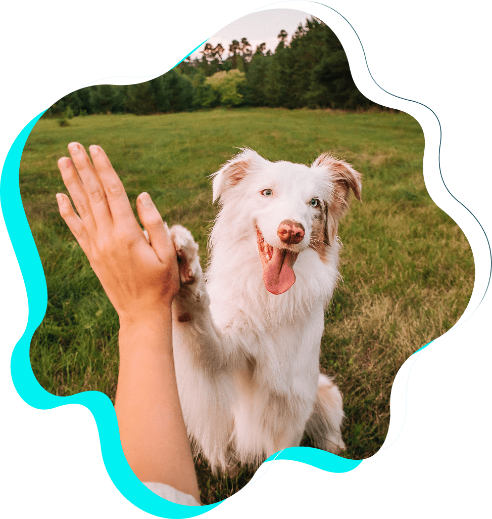 Dog high-fiving a person in field.